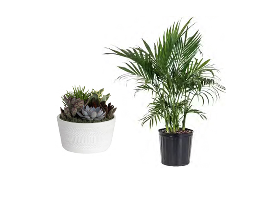 PLANTS — Large, small, indoor and outdoor. Ask for options. 