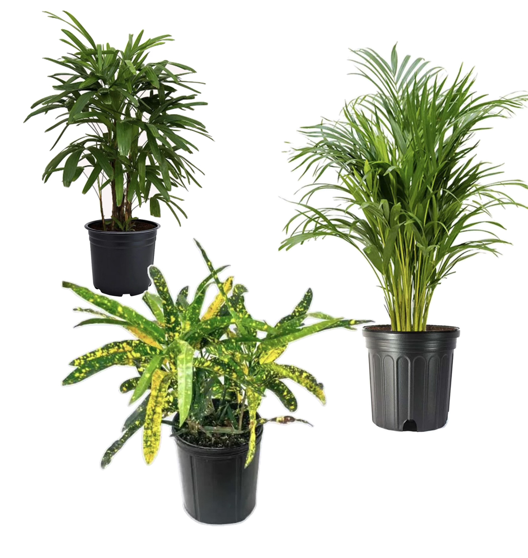 MEDIUM PLANTS