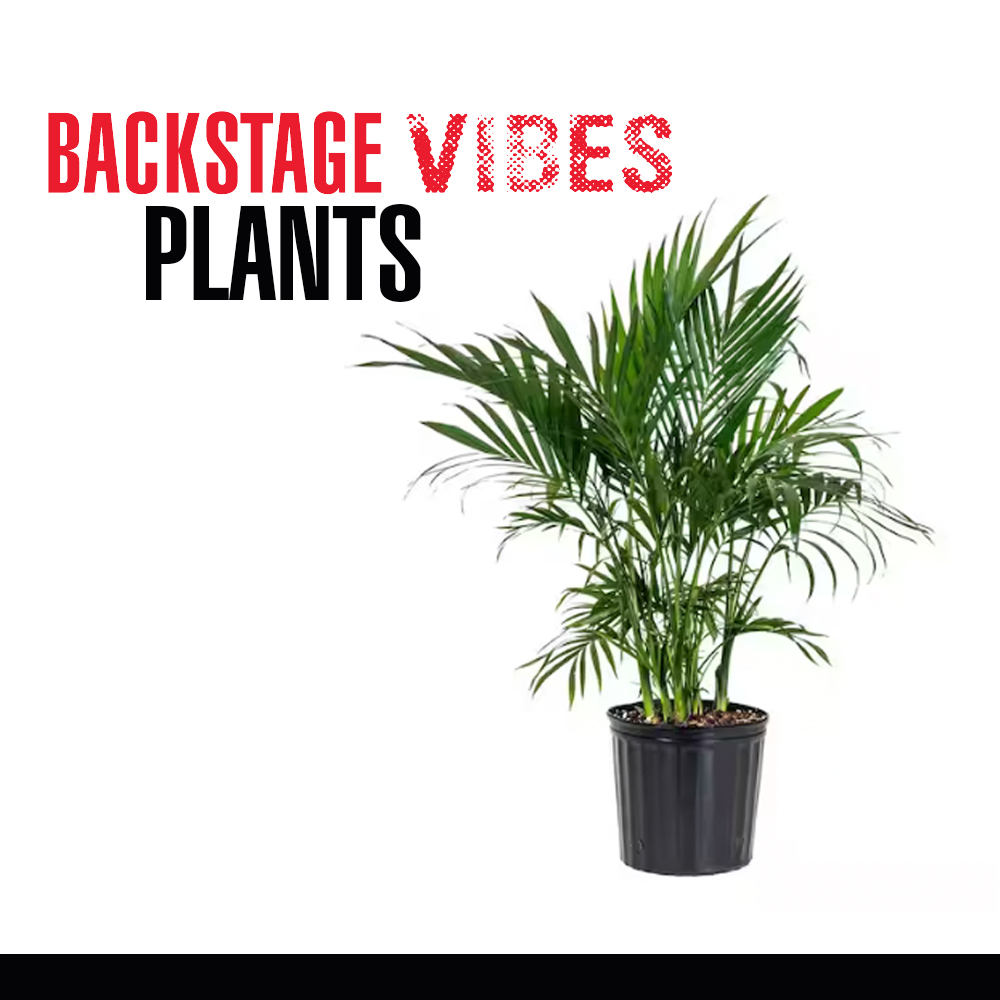 PLANTS, VARIOUS SIZES AND KINDS