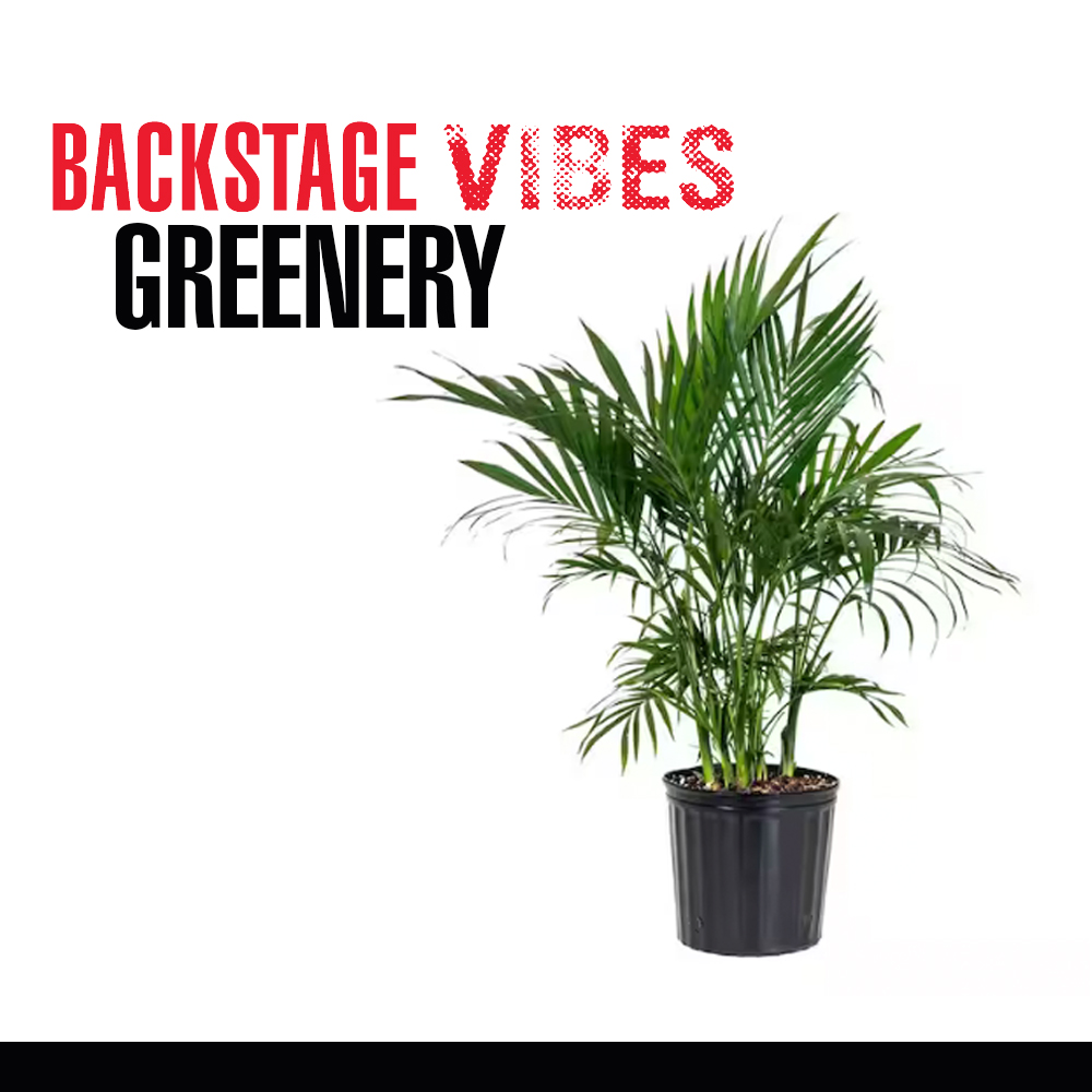 PLANTS, VARIOUS SIZES AND KINDS