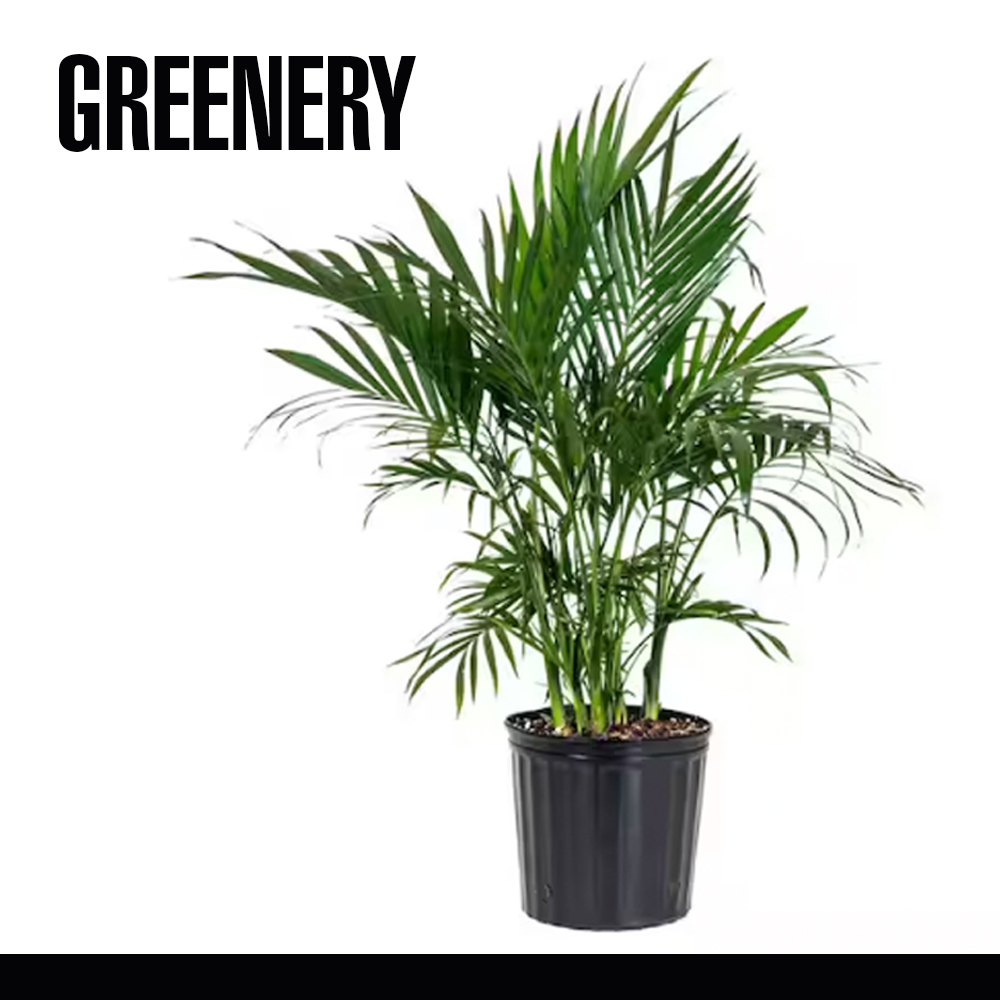PLANTS, VARIOUS SIZES AND KINDS